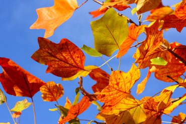 Признаки зрелости психолога консультанта